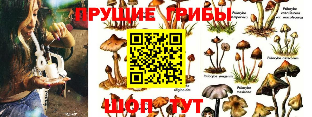 Галлюциногенные грибы Psilocybine cubensis Элиста